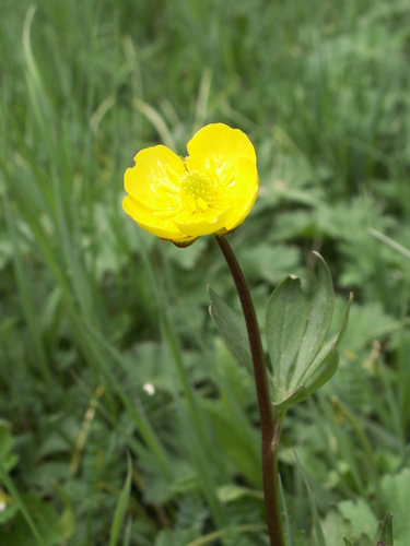Ranunculus trautvetterianus