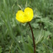 Ranunculus songaricus - Photo (c) Aleksandr Naumenko, some rights reserved (CC BY-NC), uploaded by Aleksandr Naumenko