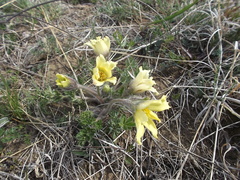 Pulsatilla albana