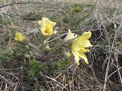 Pulsatilla albana