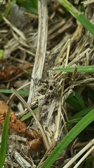 Habronattus klauseri