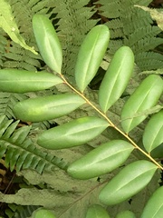 Simarouba