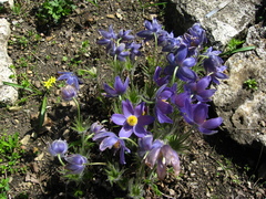 Pulsatilla ambigua