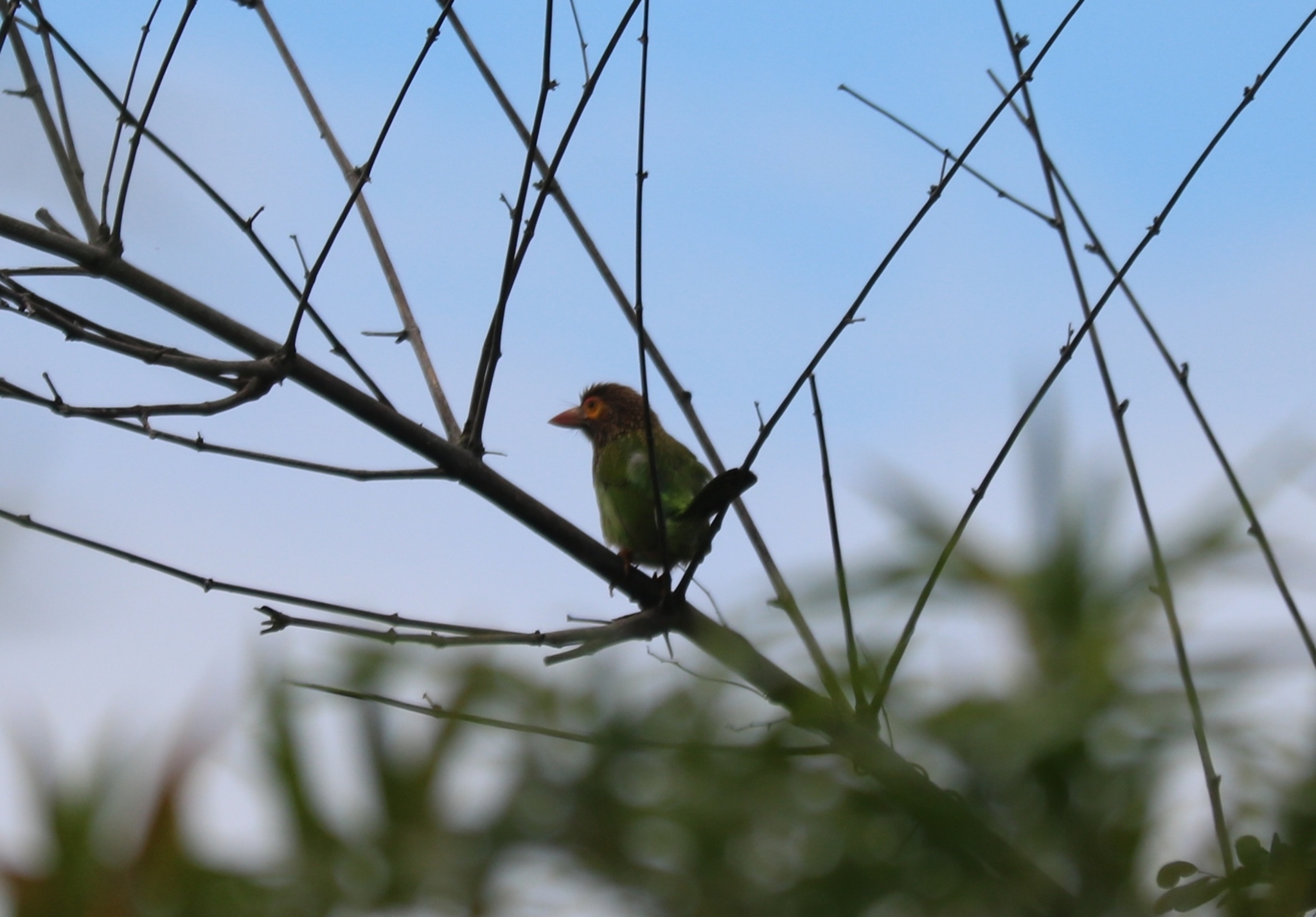 Brown-headed Barbet