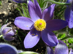 Pulsatilla ambigua