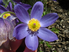 Pulsatilla ambigua