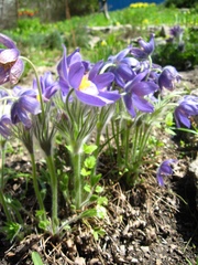 Pulsatilla ambigua
