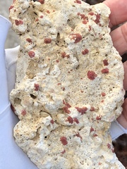 Homotrema rubrum