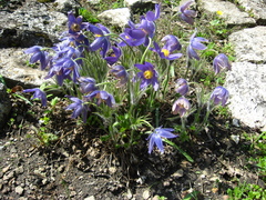 Pulsatilla ambigua