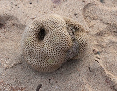 Goniastrea pectinata