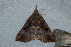 Hypena edictalis
