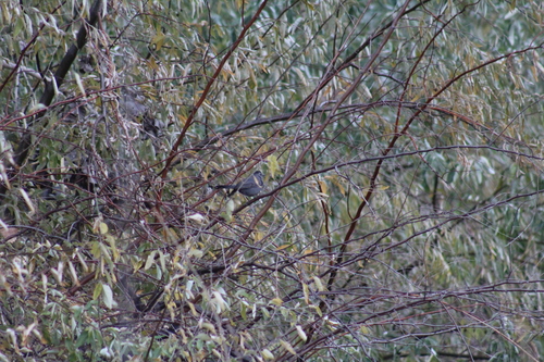 Gray Catbird photographed in New Mexico