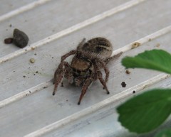 Habronattus captiosus