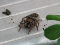 Habronattus captiosus