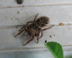 Habronattus captiosus