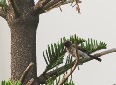 Pycnonotus barbatus