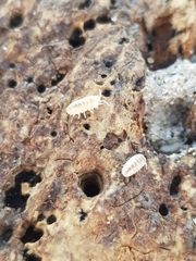 Armadillidium album