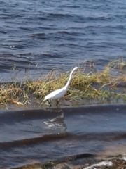 Ardea alba