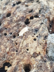 Armadillidium album