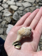 Trophon geversianus