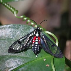 Poecilosoma eone
