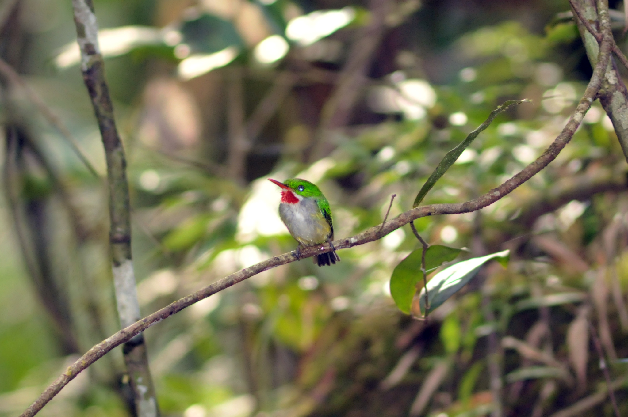 Puerto Rican Tody illustration