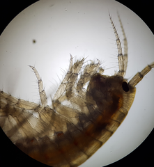 Gammarus fossarum
