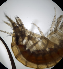 Gammarus fossarum