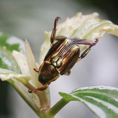 Pelidnota liturella