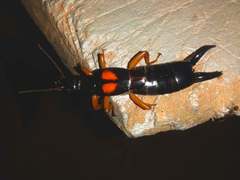 Carcinophora americana