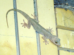 Hemidactylus flaviviridis