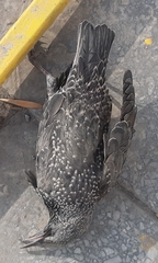 Sturnus vulgaris