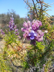 Trichostema lanatum