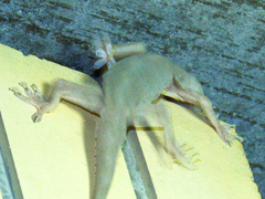 Hemidactylus flaviviridis