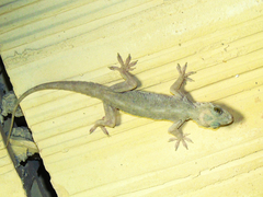 Hemidactylus flaviviridis