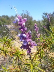 Trichostema lanatum