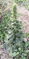 Verbascum