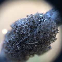 Malacosoma americana