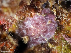 Peltodoris punctifera