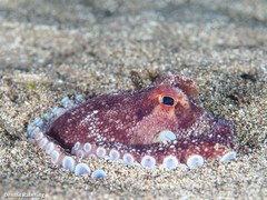 Amphioctopus burryi
