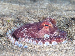 Amphioctopus burryi