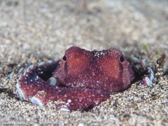Amphioctopus burryi