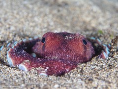 Amphioctopus burryi