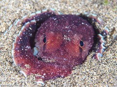 Amphioctopus burryi