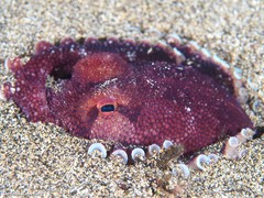Amphioctopus burryi