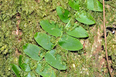 Marcgravia rectiflora