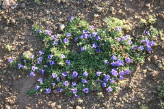 Aptosimum procumbens