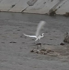 Ardea alba