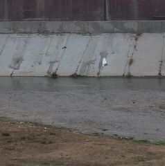 Ardea alba