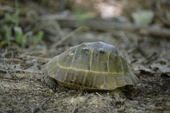 Testudo graeca buxtoni
